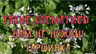 Такие клематисы нам не нужны! Гаршинка