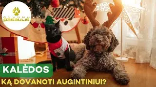 Ką dovanoti augintiniui per Kalėdas?