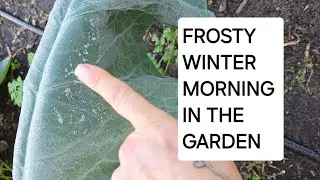 What the garden is looking like mid winter 2 degrees Celsius.  Frosty morning