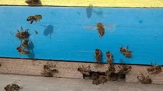 Пошла первая пыльца. Работы на пасеке 🐝🐝🐝🌞