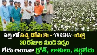 పత్తిలో పచ్చ దోమకుYK LABS వారి యక్ష .వర్షం లేకున్నా గ్రోత్ , లాకులు తగ్గలేదు#Cotton #YAKSHA#Greenfly