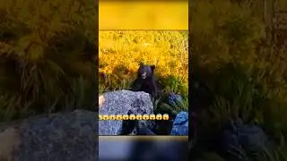 🐻😱 A bear attacked a man… But he miraculously survived! 