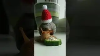 A Beautiful Snail In A Red Riding Hood