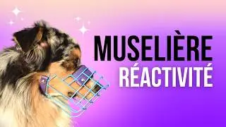 Reactive Dogs: COMPLETE MUZZLE FILE!