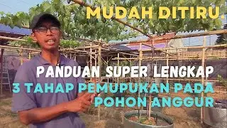 Rumus Mudah, Meracik Pupuk Pohon Anggur Dari Bibit Hingga Berbuah Ala Maxi Grape
