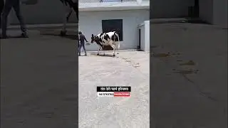 टॉप ब्रिडच्या गाई विक्रीसाठी उपलब्ध #hf_cow #shortsviral #सांगोला_बाजार