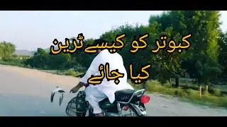 How to train dove to fly with motorcycle