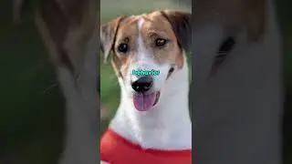 3 Most UNHINGED Dog Breeds