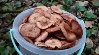 Осенний поход в лес по грибы