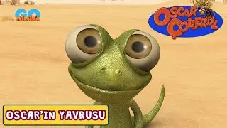 Oscar Çöllerde 🦎 | Oscar'ın Yavrusu​​​​ ​| Minika
