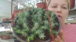 седум - очиток... размножение черенками. 🌱