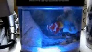 MiniAqua