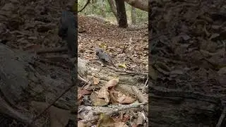 BEARDED DRAGON IN NATURE (Pogona barbata) 🐉