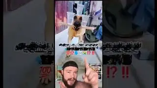 This dog is already dead he just doesn't know it yet 🗣🗣🔥🔥☠️☠️☠️