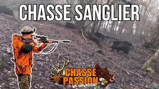CHASSE SANGLIER EN BATTUE - TIR D'UN SANGLIER A 5 METRES !