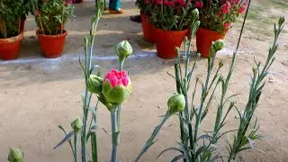 The Carnation Flower Plants