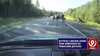 Чем опасна встреча с лосем на дороге? «9 телеканал» Рязань