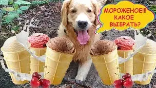 Дешевое мороженое против дорого ☀️  Что выберет собака ☀️ Эксперимент