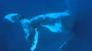 14Humpback Whale Song /