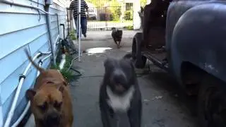 GulfCoastGotti presents American Bully PitBull Terriers