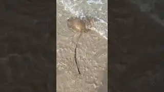 Stingray #catchandrelease #fishing #angler #okuma #beach #doha