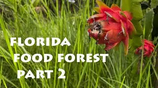 Summer 2021 Florida Food Forest Tour - Part 2