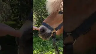 В гостях у пони и коня