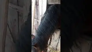 жеребец плохо себя ведёт