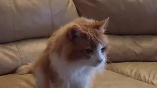 Hairy Pussy's Greeting