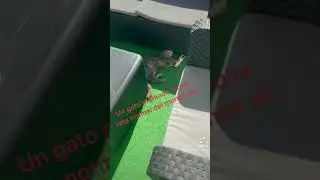 El pilin de la clase el gato