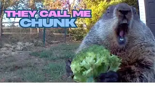 The Very Best of Chunk the Groundhog