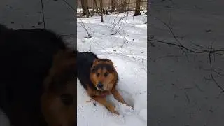 Мухтар скучает по зиме 