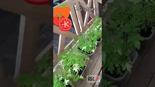 Выращивание ТОМАТОВ букетным способом. Готовлю к высадке в ОТКРЫТЫЙ ГРУНТ 🍅РАССАДЕ 21 день🍅
