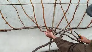 Well, the very simplest way to form grape bushes is to shift the fruiting zone.