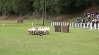 Concours de chiens Aramits 2016