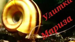 Аквариумная улитка МАРИЗА.