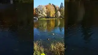 Golden autumn🍁Gatchina #shorts #nature #autumn #relax #осень #гатчина #природа #релакс