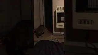 Podo playing fetch