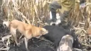 Охота на кабана с собаками в кукурузе YouTube