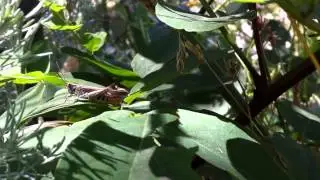 Стрекотание кузнечика