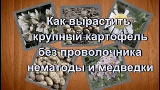 Как вырастить крупный картофель без болезней и вредителей