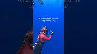 Shark Approaches… What Do I Do⁉️ #shark #education #behavior #safety #a