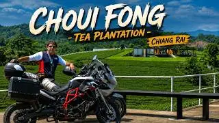 🇹🇭 Choui Fong Tea Plantation | ชาฉุยฟง | Chiang Rai