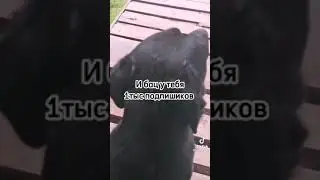 как попасть в рекомендации в тик ток? как набрать подписчиков в тик ток? тик ток сломан?