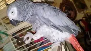 Smokey  meeting KaNicki thru the cage