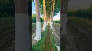Павловния  Кучатлари  Кузги  Мавфсум  Учун  Экилди.