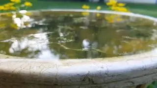 watering place