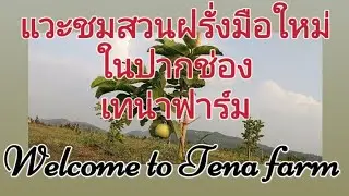 #Tena farm ผลไม้ไทยฝรั่งหงเป่าสือ