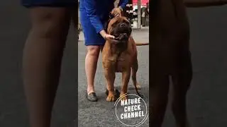 struggles of a dog handler