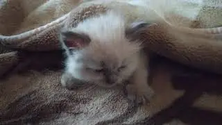 Котик 22.04.20/2
